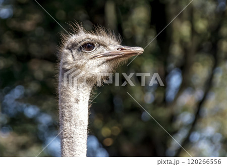 世界最大の鳥で凛としたダチョウの顔つきが勇ましい 120266556