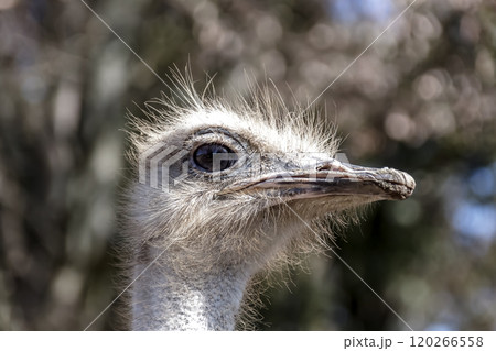 世界最大の鳥で凛としたダチョウの顔つきが勇ましい 120266558
