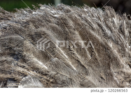 世界最大の鳥ダチョウの羽毛【背景素材】 120266563