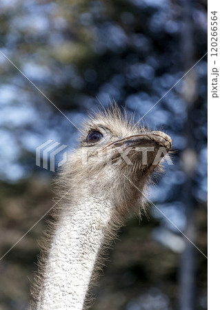 世界最大の鳥で凛としたダチョウの顔つきが勇ましい 120266564