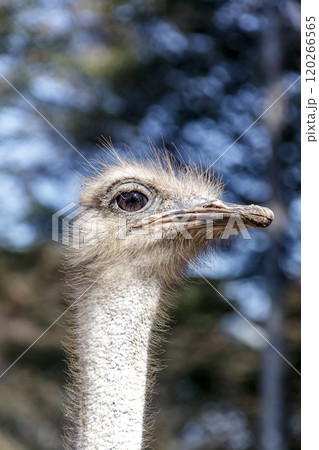 世界最大の鳥で凛としたダチョウの顔つきが勇ましい 120266565