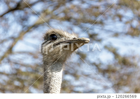 世界最大の鳥で凛としたダチョウの顔つきが勇ましい 120266569