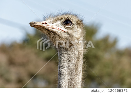 世界最大の鳥で凛としたダチョウの顔つきが勇ましい 世界最大の鳥で凛としたダチョウの顔つきが勇ましい 120266571
