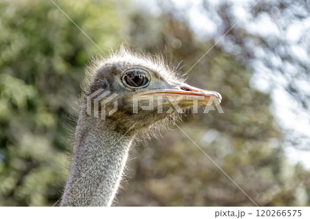 世界最大の鳥で凛としたダチョウの顔つきが勇ましい 120266575