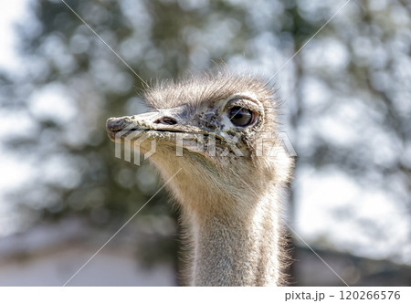 世界最大の鳥で凛としたダチョウの顔つきが勇ましい 世界最大の鳥で凛としたダチョウの顔つきが勇ましい 120266576