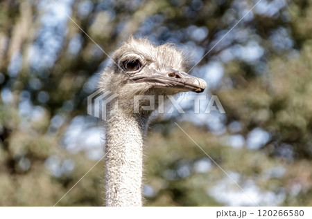世界最大の鳥で凛としたダチョウの顔つきが勇ましい 120266580