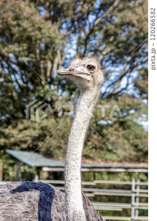 世界最大の鳥で凛としたダチョウの顔つきが勇ましい 120266582