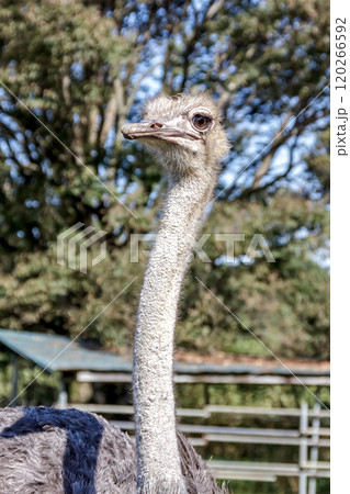 世界最大の鳥で凛としたダチョウの顔つきが勇ましい 120266592