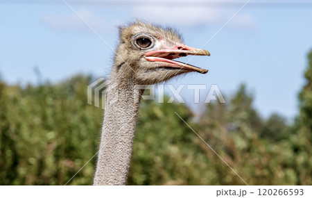 世界最大の鳥で凛としたダチョウの顔つきが勇ましい 120266593