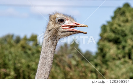 世界最大の鳥で凛としたダチョウの顔つきが勇ましい 120266594
