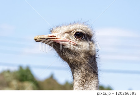 世界最大の鳥で凛としたダチョウの顔つきが勇ましい 世界最大の鳥で凛としたダチョウの顔つきが勇ましい 120266595
