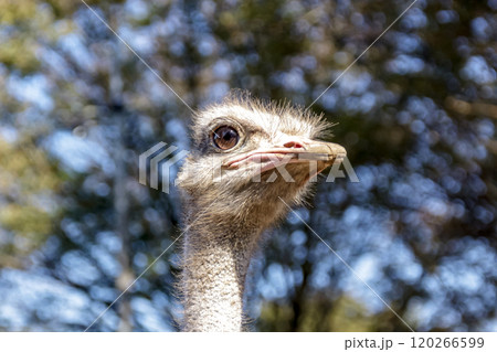 世界最大の鳥で凛としたダチョウの顔つきが勇ましい 120266599