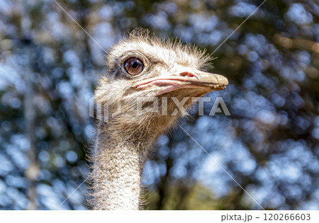 世界最大の鳥で凛としたダチョウの顔つきが勇ましい 世界最大の鳥で凛としたダチョウの顔つきが勇ましい 120266603