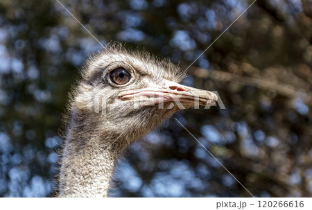 世界最大の鳥で凛としたダチョウの顔つきが勇ましい 120266616
