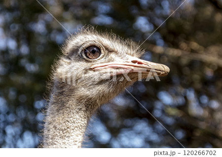 世界最大の鳥で凛としたダチョウの顔つきが勇ましい 120266702