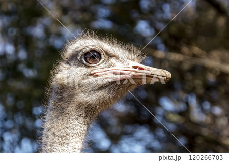世界最大の鳥で凛としたダチョウの顔つきが勇ましい 世界最大の鳥で凛としたダチョウの顔つきが勇ましい 120266703