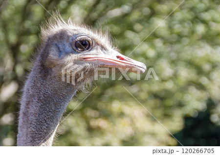 世界最大の鳥で凛としたダチョウの顔つきが勇ましい 120266705