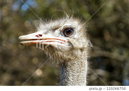 世界最大の鳥で凛としたダチョウの顔つきが勇ましい 世界最大の鳥で凛としたダチョウの顔つきが勇ましい 120266708