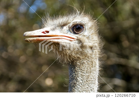世界最大の鳥で凛としたダチョウの顔つきが勇ましい 世界最大の鳥で凛としたダチョウの顔つきが勇ましい 120266710