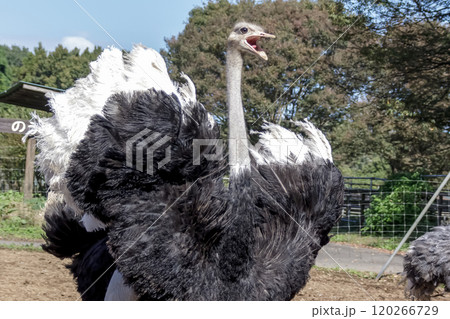 世界最大の鳥ダチョウが羽毛をハート型にて怒る容姿 120266729