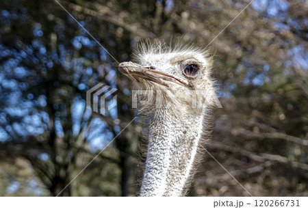世界最大の鳥で凛としたダチョウの顔つきが勇ましい 世界最大の鳥で凛としたダチョウの顔つきが勇ましい 120266731