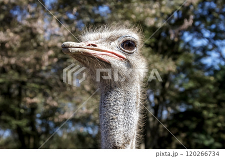世界最大の鳥で凛としたダチョウの顔つきが勇ましい 世界最大の鳥で凛としたダチョウの顔つきが勇ましい 120266734
