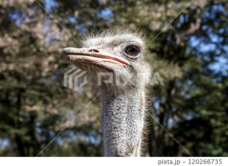 世界最大の鳥で凛としたダチョウの顔つきが勇ましい 120266735