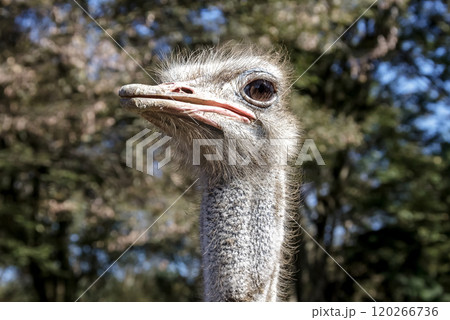 世界最大の鳥で凛としたダチョウの顔つきが勇ましい 世界最大の鳥で凛としたダチョウの顔つきが勇ましい 120266736