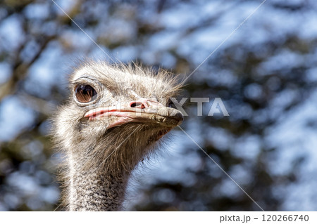 世界最大の鳥ダチョウが羽毛をハート型にて怒る容姿 120266740