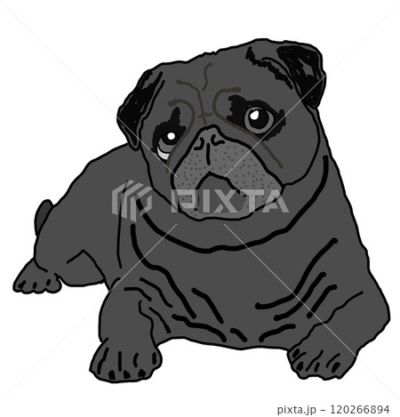 パグ パグ 120266894
