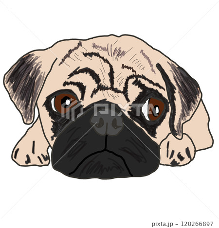 パグ パグ 120266897