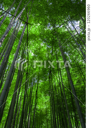 鎌倉の報国寺 鎌倉の報国寺 120266960