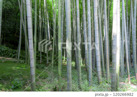 鎌倉の報国寺 鎌倉の報国寺 120266982