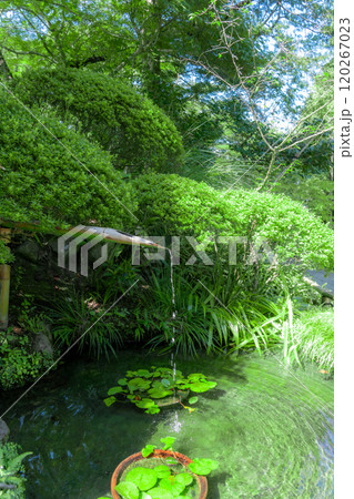 鎌倉の報国寺 120267023