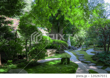 鎌倉の報国寺 120267031