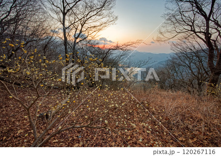 夜明けの丹沢・ミツバ岳のミツマタ群落と丹沢湖の眺め 120267116