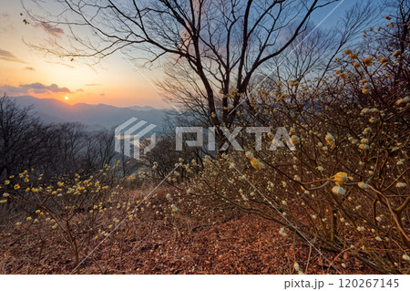 丹沢・ミツバ岳のミツマタ群落と朝日 120267145