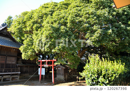 埼玉県坂戸市多和目のパワースポット 多和目天神社 埼玉県坂戸市多和目のパワースポット 多和目天神社 120267398