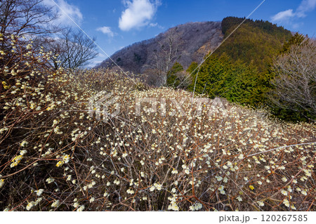 西丹沢・浅瀬権現山とミツマタ群落 西丹沢・浅瀬権現山とミツマタ群落 120267585