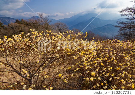 西丹沢・浅瀬権現山稜線のミツマタ群落と檜洞丸方面の山並み 120267735