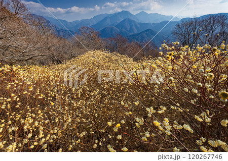 西丹沢・浅瀬権現山稜線のミツマタ群落と檜洞丸方面の山並み 120267746