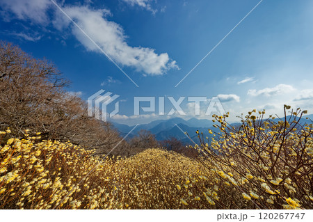西丹沢・浅瀬権現山稜線のミツマタ群落と檜洞丸方面の山並み 120267747