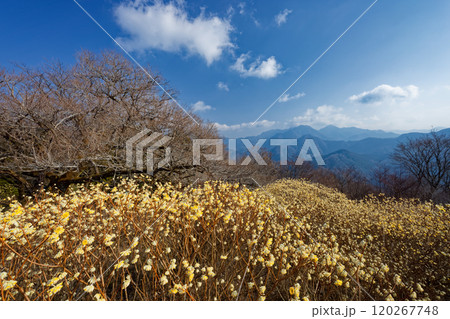 西丹沢・浅瀬権現山稜線のミツマタ群落と檜洞丸方面の山並み 120267748