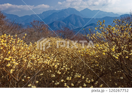 西丹沢・浅瀬権現山稜線のミツマタ群落と檜洞丸方面の山並み 西丹沢・浅瀬権現山稜線のミツマタ群落と檜洞丸方面の山並み 120267752