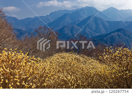 西丹沢・浅瀬権現山稜線のミツマタ群落と檜洞丸方面の山並み 西丹沢・浅瀬権現山稜線のミツマタ群落と檜洞丸方面の山並み 120267754