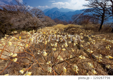 西丹沢・浅瀬権現山稜線のミツマタ群落と檜洞丸方面の山並み 120267756