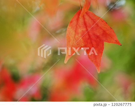 紅葉するトウカエデ 紅葉するトウカエデ 120267775