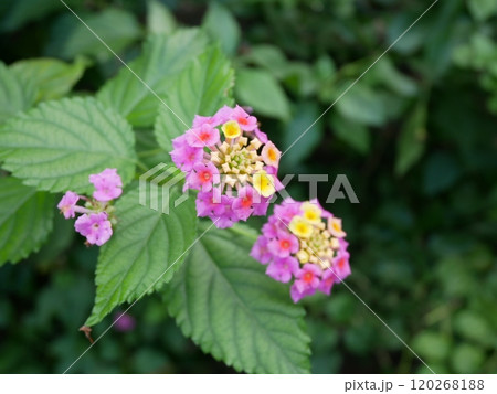 咲き始めた花 120268188