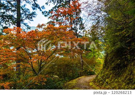 埼玉県飯能市　鳥居観音 120268213