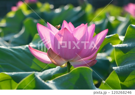 ハスの花（埼玉県美里町） 120268246